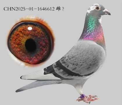 5.��ʱ�ݽ�Ѫ.1646612