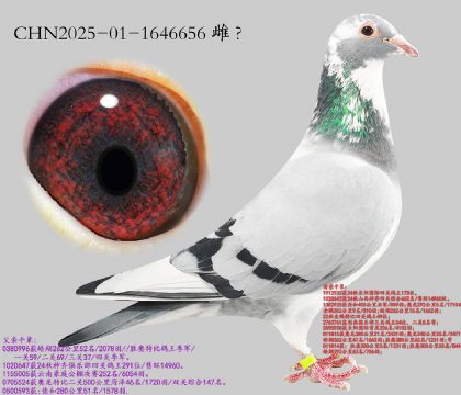 4.��ʱ��911��Ѫ.1646656