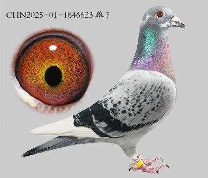 11.ɽ���Ĺظ���662���Ӵ�.1646623