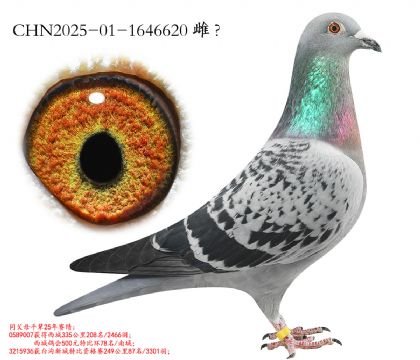 10.ʤ�¸��������Ӵ�.1646620