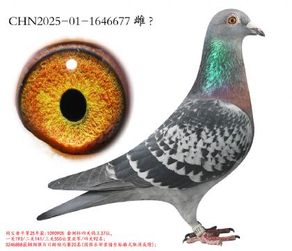 12.���ޱ������Ǿ�ƽ��.1646677