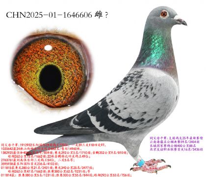 16.�ƽ�����Ӵ�.1646606