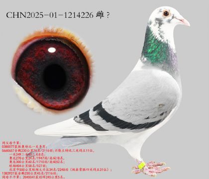 14.ʤ��һ�ؼ���ƽ��.1214226