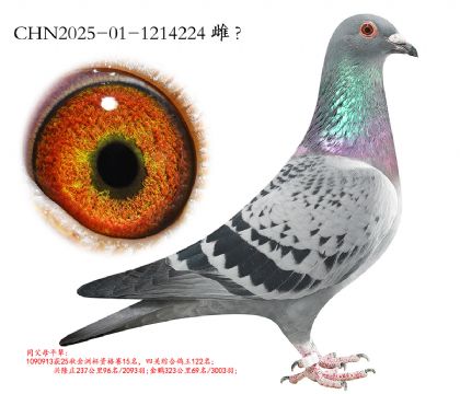 1.�������Ѫ.1214224