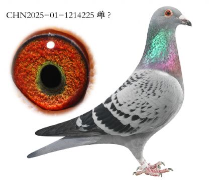 2.�������Ѫ.1214225