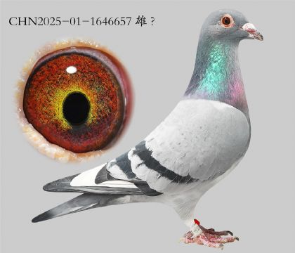 4.��ʱ��911��Ѫ.1646657