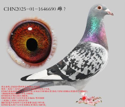 9.��ʤ�Ĺ�15��ƽ��.1646690