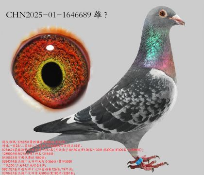 8.��ʤ�Ĺ�15��ƽ��.1646689