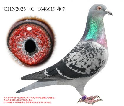 11.ʤ�¸��������Ӵ�.1646619