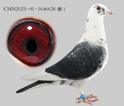 13.����500�ر�˫�عھ�ƽ��.1646628