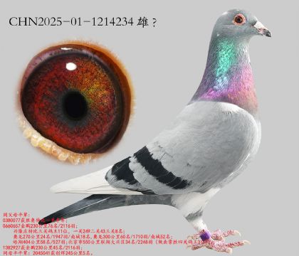 15.ʤ��һ�ؼ���ƽ��.1214234