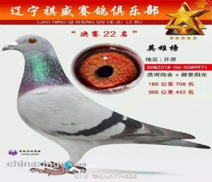 雌鸽平辈鸽(天南铜都94名外祖母)