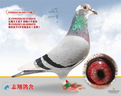 ��˳�²�����