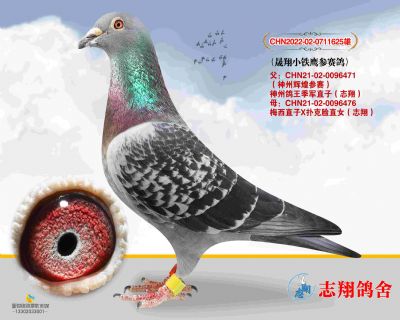 С��ӥ������ ���ݸ���ֱ��