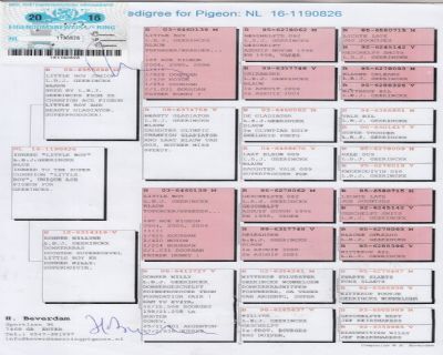 ����Ѫͳ��