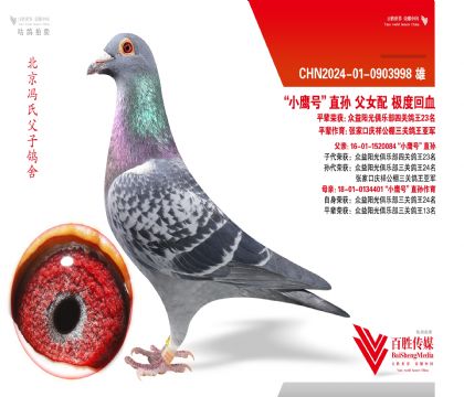 ��Сӥ�š���Ů�伫�Ȼ�Ѫ-0903998