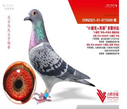 ��С�¿ˡ�ܽ�ء����ػ�Ѫ-0775509