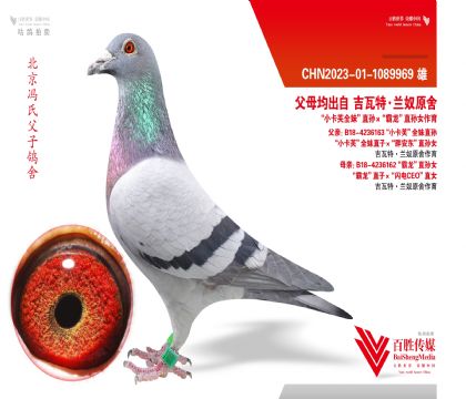 ��ū��ȫ���ھ�ֱ��-1089969