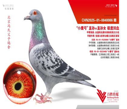 ��С�¿ˡ�ܽ�ء����ػ�Ѫ-0848086