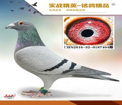 凡龙 超级金母404