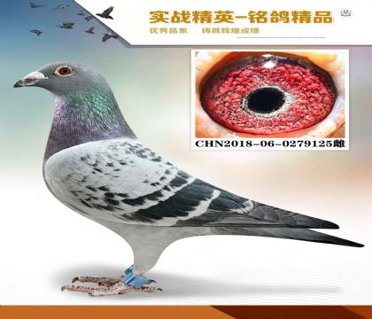 凡龙老63直女 本身公棚46名