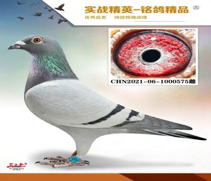 凡龙桑杰士 开拓者寄养团队