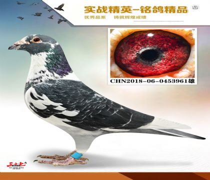 桑杰士狼狗号配黑胡本 近亲回血