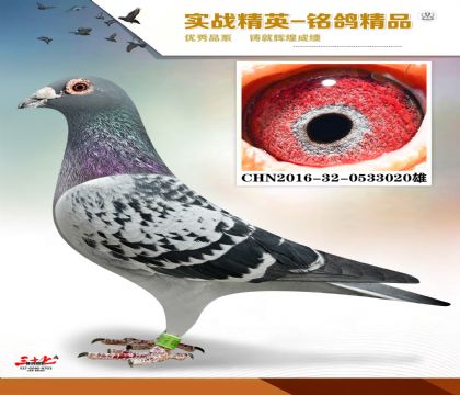 神奇号配凡龙 鸽王冠军父亲