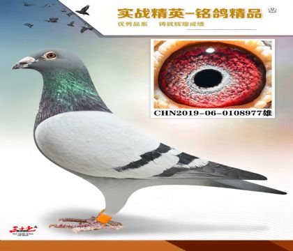 神奇号配神奇号 近亲回血