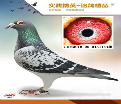 神奇号配凡龙老63