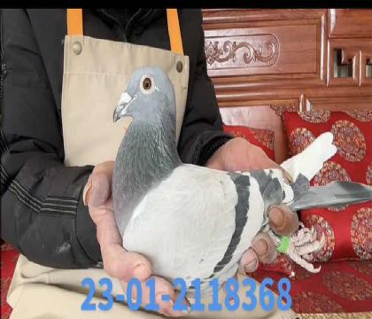 �漣�Ű��ֵ�274ֱŮ8368