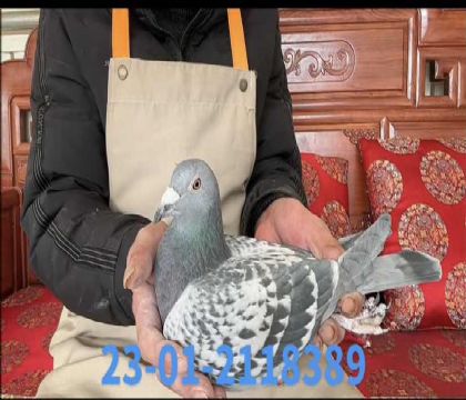 ���ƶ���8389