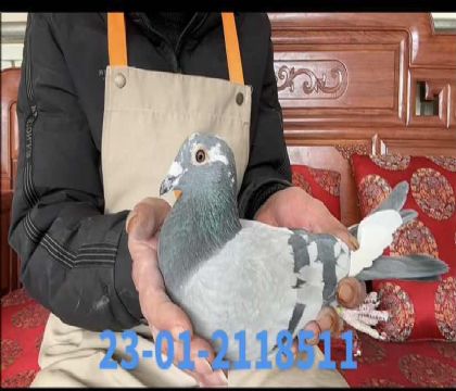 ��������ض���8511