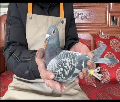 ��ʷ�ٷ�����Ů8513