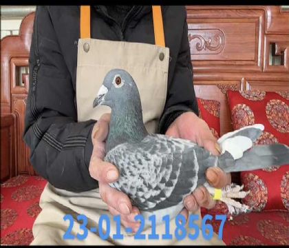 ��ɪ��Ѫ��8567