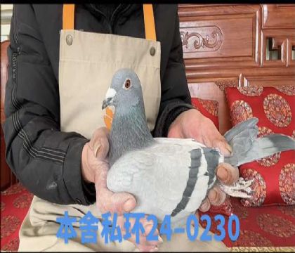 ˽�����ض�0230