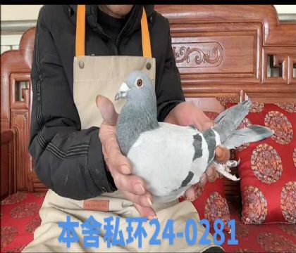 ˽����ɯ��ɪ��0281