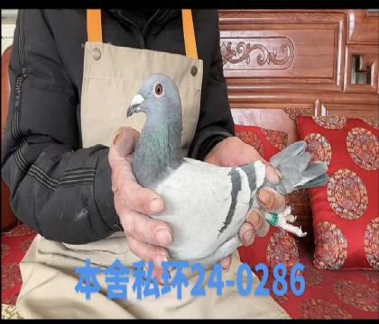 ˽���漣�Ų����ش�0286