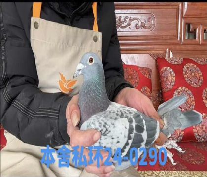 ˽����˹�ٷ���ɯ0290