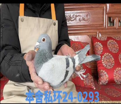 ����ƥ��̩����Ů0293