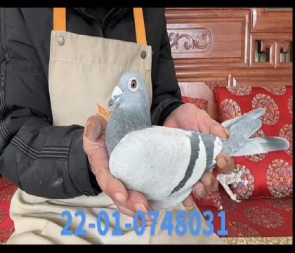 ���ֱ��348����Ů8031