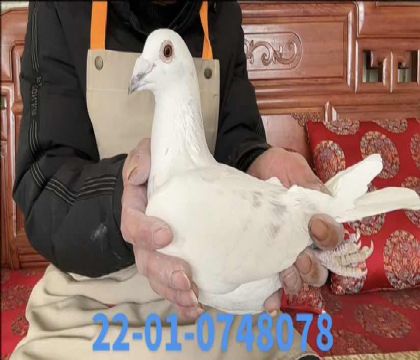 �´�ֱ��Ů8078