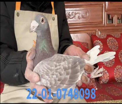 ά��˹��ɯ��8098