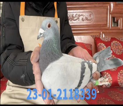 ���ض���Ѫ��8339