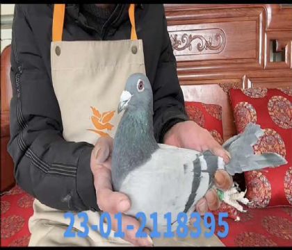 ����С�ӽ�Ѫ8395