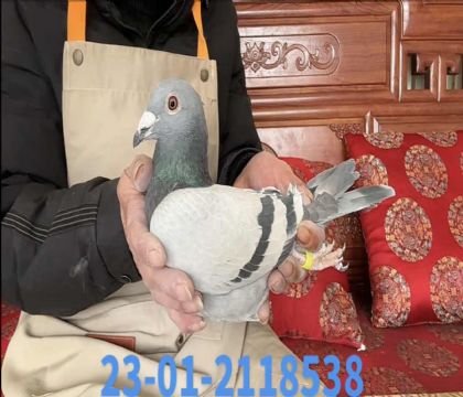 ����������ֱ��8538