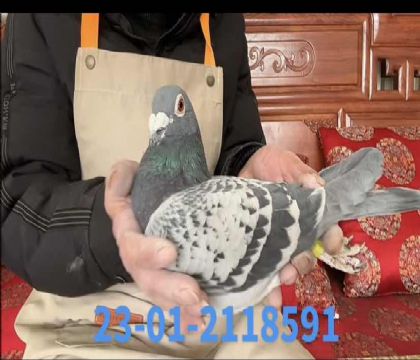 ����С�Ӷ��ػ�Ѫ��8591