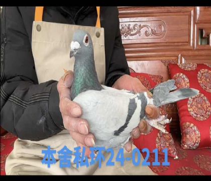 ˽�����ؽ�Ѫ���ض�0211