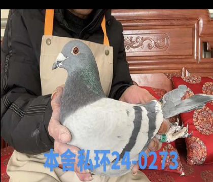 ˽��С�����ײ�����0273