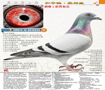 ���¡����ǲ��ˣ�ƽ��24����ʤ���ֲ����ؼ���������������ھ�